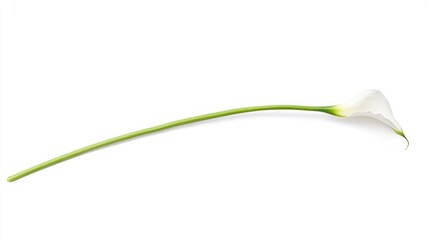 Single White Calla Lily Isolated On White Background