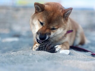 Adorable red Shiba Inu dog peacefully sleeping on a cozy bed in a bright, stylish bedroom. High-quality, pet-friendly image perfect for home decor or lifestyle projects. Copy space