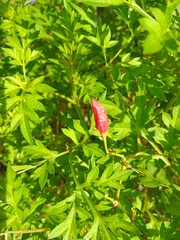chili plant