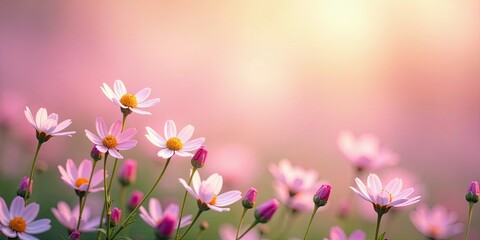 Obraz premium Pastel Pink Blossoms at Golden Hour A Serene Meadow Scene of Delicate Flowers
