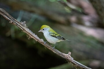 Fototapeta premium Chestnut-sided Warbler