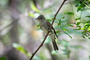 Eastern Pewee