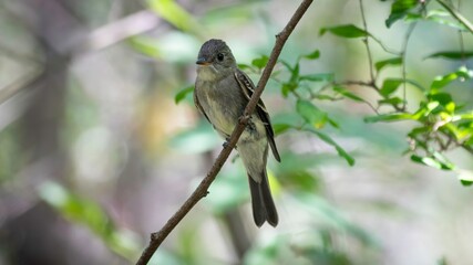 Eastern Pewee