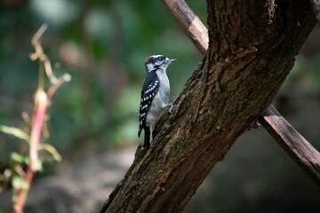 Downy Woodpecker