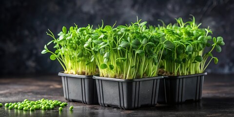 Fresh green pea microgreens in black containers, concept of diet, vegetarianism, vegan