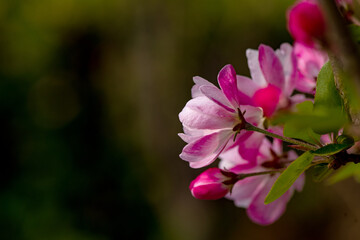 Spring arrives, and everything along the garden riverbank is renewed. Plants grow tender shoots and bloom with colorful flowers, presenting beautiful background materials