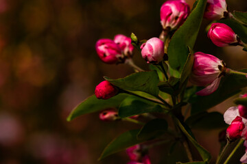 Spring arrives, and everything along the garden riverbank is renewed. Plants grow tender shoots and bloom with colorful flowers, presenting beautiful background materials