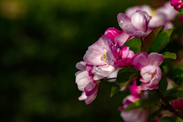 Spring arrives, and everything along the garden riverbank is renewed. Plants grow tender shoots and bloom with colorful flowers, presenting beautiful background materials