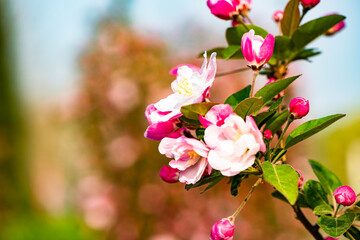 Spring arrives, and everything along the garden riverbank is renewed. Plants grow tender shoots and bloom with colorful flowers, presenting beautiful background materials