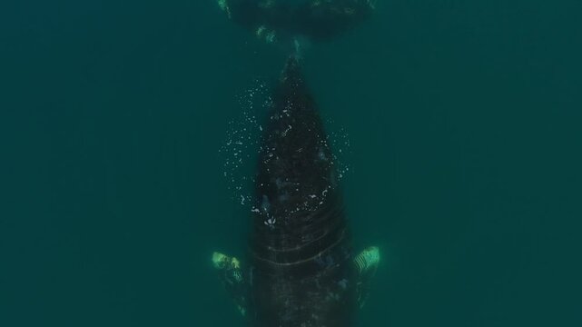 GREENLAND WHALE