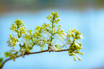 Spring arrives, and everything along the garden riverbank is renewed. Plants grow tender shoots and...