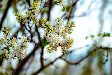 Spring arrives, and everything along the garden riverbank is renewed. Plants grow tender shoots and bloom with colorful flowers, presenting beautiful background materials