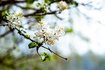 Spring arrives, and everything along the garden riverbank is renewed. Plants grow tender shoots and bloom with colorful flowers, presenting beautiful background materials