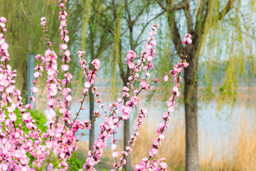 Spring arrives, and everything along the garden riverbank is renewed. Plants grow tender shoots and bloom with colorful flowers, presenting beautiful background materials