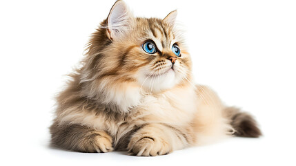 Fototapeta premium A fluffy cat with blue eyes is laying on a white background