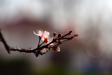 Spring arrives, and everything along the garden riverbank is renewed. Plants grow tender shoots and bloom with colorful flowers, presenting beautiful background materials