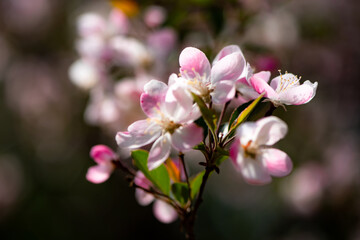 Spring arrives, and everything along the garden riverbank is renewed. Plants grow tender shoots and bloom with colorful flowers, presenting beautiful background materials