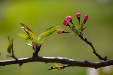 Spring arrives, and everything along the garden riverbank is renewed. Plants grow tender shoots and bloom with colorful flowers, presenting beautiful background materials