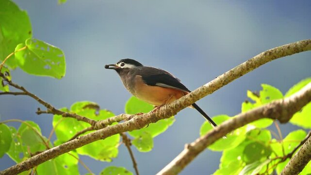 White-eared Sibia eating a fruit perched in a tree