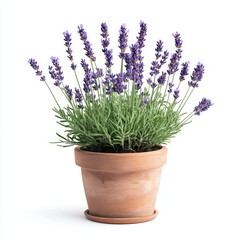Naklejka premium a potted lavender plant isolated on white background