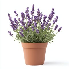 a potted lavender plant isolated on white background