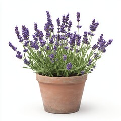 Naklejka premium a potted lavender plant isolated on white background