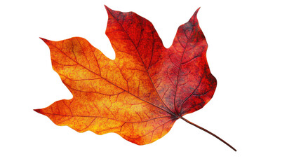 red maple leaf isolated on white background 