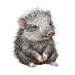 Obraz premium Detailed Illustration of a Collared Peccary in Realistic Style with Soft Fur and Small Features