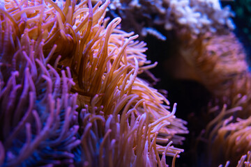 A close up of a purple and orange coral with long, thin tentacles