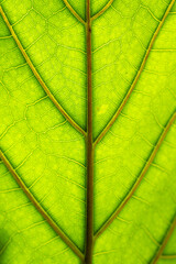 A leaf with a green color and a brownish-green vein