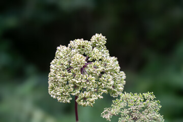 A close up of a flower with green and white petals