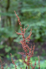 A plant with brown leaves and stems
