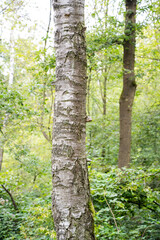A tree with a trunk that is covered in bark