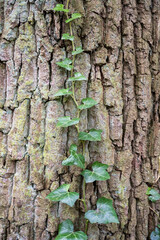 A tree trunk with ivy growing up it