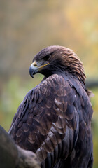 A large brown eagle is perched on a branch
