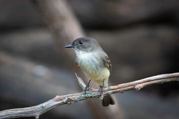 Eastern Phoebe