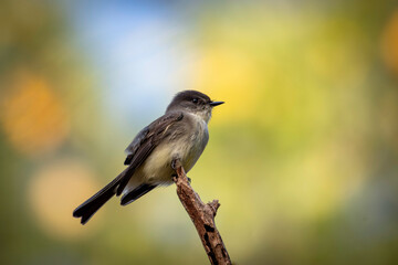 Eastern Phoebe