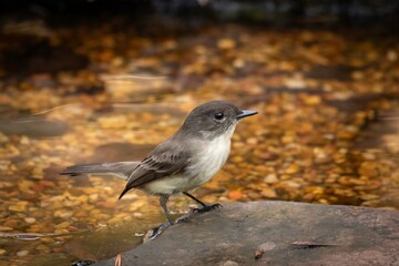Eastern Phoebe