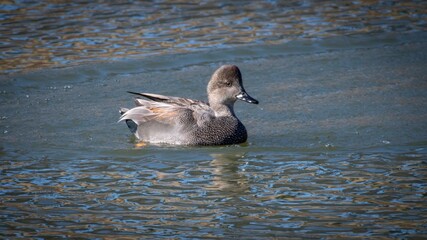 Gadwall
