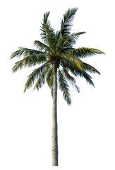 Coconut tree on transparent background with clipping path and alpha channel.
