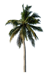 Fototapeta premium Coconut tree on transparent background with clipping path and alpha channel.
