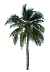 Obraz premium Coconut tree on transparent background with clipping path and alpha channel.