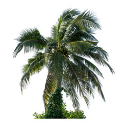 Obraz premium Coconut tree on transparent background with clipping path and alpha channel.