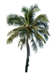 Obraz premium Coconut tree on transparent background with clipping path and alpha channel.