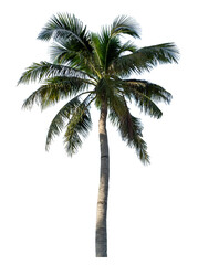 Obraz premium Coconut tree on transparent background with clipping path and alpha channel.