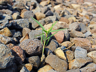 Close-up of a wild plant growing amidst the gravel. 