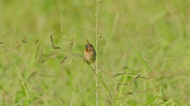  Scaly breasted munia male eating in slow motion.