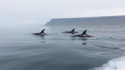 Fototapeta premium A whale-watching tour in Iceland, where travelers capture glimpses of humpbacks and orcas against a backdrop of icy fjords and rugged cliffs. 
