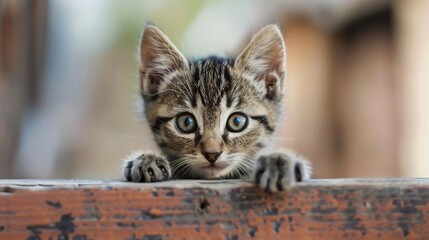 Adorable Kitten Peeking Over Wooden Fence