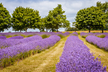 beautiful lavender farm  in Ontario Canada